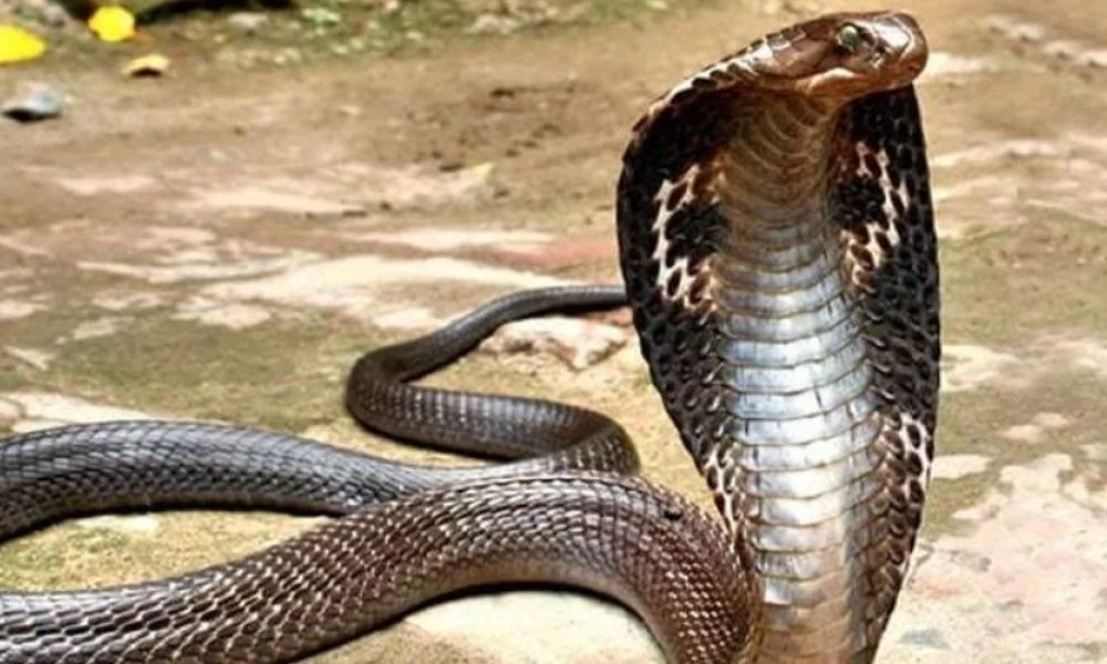 Σκύλοι πήραν στο κυνήγι κόμπρα - Ανέβηκε σε δέντρο για να γλυτώσει